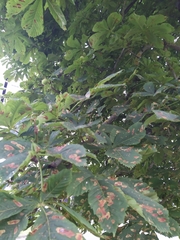 Aesculus hippocastanum