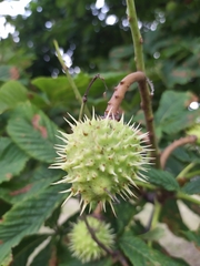 Aesculus hippocastanum