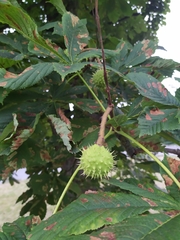 Aesculus hippocastanum