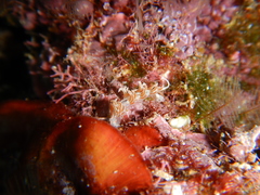 Facelina rubrovittata