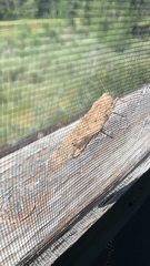 Dissosteira carolina