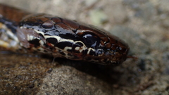 Saphenophis boursieri