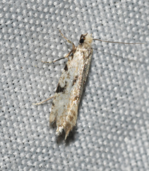Nemapogon auropulvella