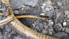 Saphenophis boursieri