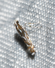 Parectopa pennsylvaniella