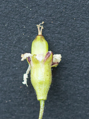 Heliosperma alpestre