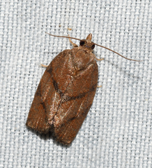 Argyrotaenia juglandana