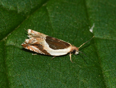 Ancylis metamelana