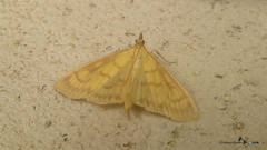 Paratalanta hyalinalis