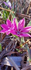 Babiana blanda