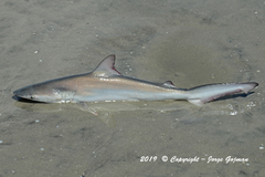 Carcharhinus isodon