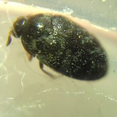 Trogoderma glabrum