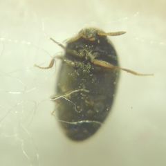 Trogoderma glabrum