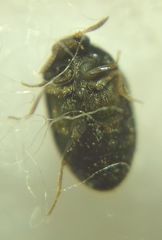 Trogoderma glabrum