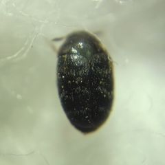Trogoderma glabrum