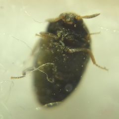 Trogoderma glabrum