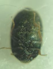 Trogoderma glabrum