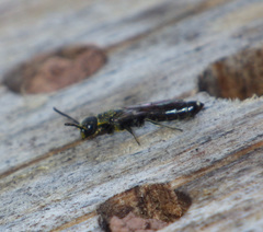 Sapygina decemguttata