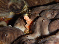 Hemimycale columella