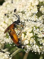 Arge melanochra