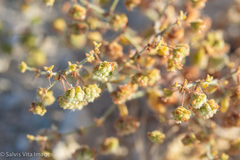 Eriogonum viridescens