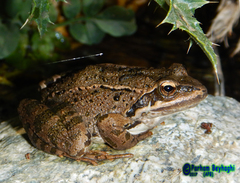 Rana macrocnemis