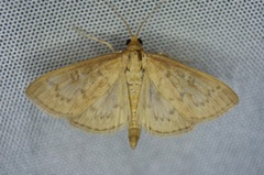 Framinghamia helvalis