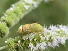 Chlorotabanus crepuscularis
