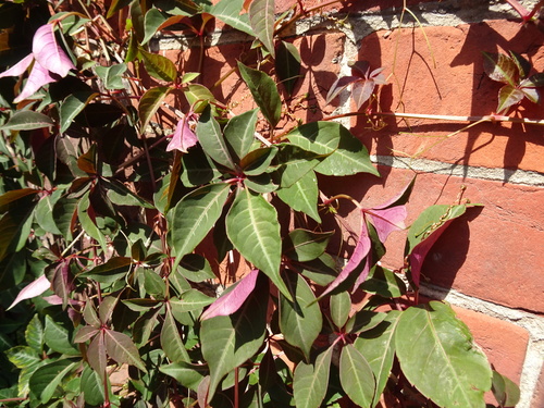 Parthenocissus henryana