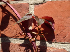 Robert H. Wardell, CC0, iNaturalist via GBIF Parthenocissus henryana, photograph Robert H. Wardell, CC0, iNaturalist via GBIF