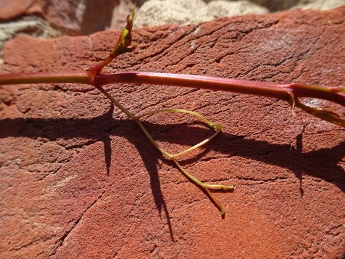 Parthenocissus henryana, photograph 2