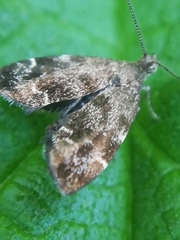 Anthophila fabriciana