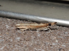 Prionapteryx achatina