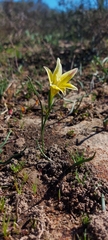Gladiolus trichonemifolius