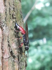 Xiphydria prolongata