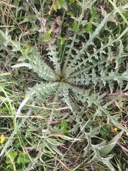 Cirsium douglasii