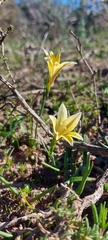 Gladiolus trichonemifolius