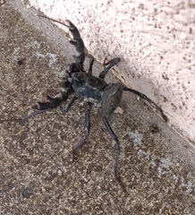 Mastigoproctus giganteus