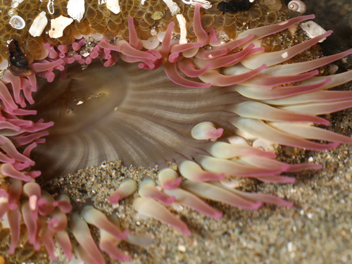 Aggregating Anemone, photo 6 of 7