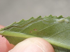 Phyllocnistis saligna