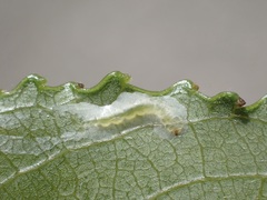 Phyllocnistis saligna
