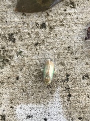 Polana quadrinotata