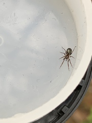 Phrurolithidae