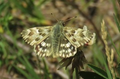Muschampia lavatherae