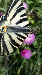 Iphiclides feisthamelii