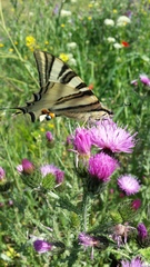 Iphiclides feisthamelii