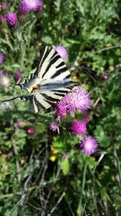 Iphiclides feisthamelii