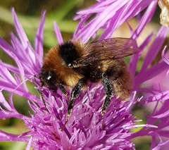 Bombus subterraneus