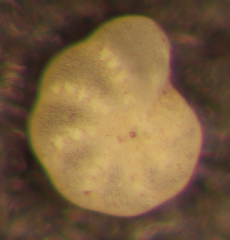 Elphidium excavatum