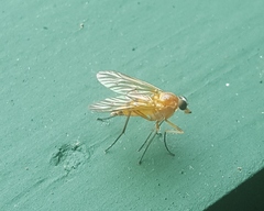 Rhagio hirtus